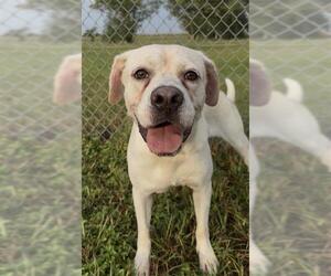 Boxador Dogs for adoption in Rosenberg, TX, USA