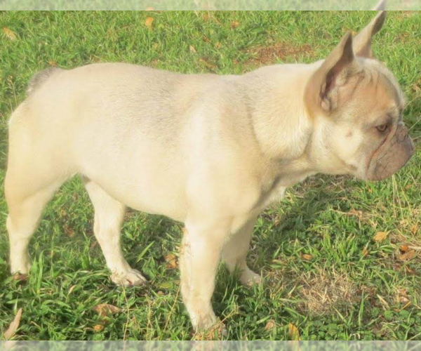 Medium Photo #1 Faux Frenchbo Bulldog Puppy For Sale in ALTOONA, KS, USA