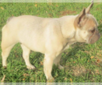Small Photo #1 Faux Frenchbo Bulldog Puppy For Sale in ALTOONA, KS, USA