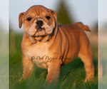 Small #2 English Bulldog