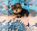 Puppy 1 Yorkshire Terrier