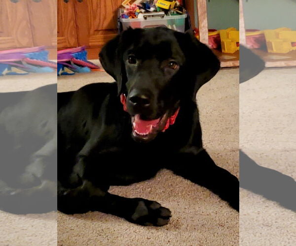 Medium Photo #17 Labrador Retriever Puppy For Sale in Brooklyn Center, MN, USA