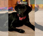 Small #16 Labrador Retriever