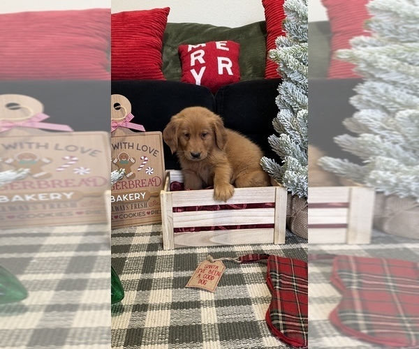 Medium Photo #65 Golden Retriever Puppy For Sale in LAKELAND, FL, USA