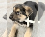 Small #5 German Shepherd Dog