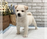Small Photo #7 Shiba Inu Puppy For Sale in LOS ANGELES, CA, USA
