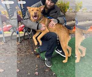 Levi - Male Mutt Dog for Adoption - Photo #4