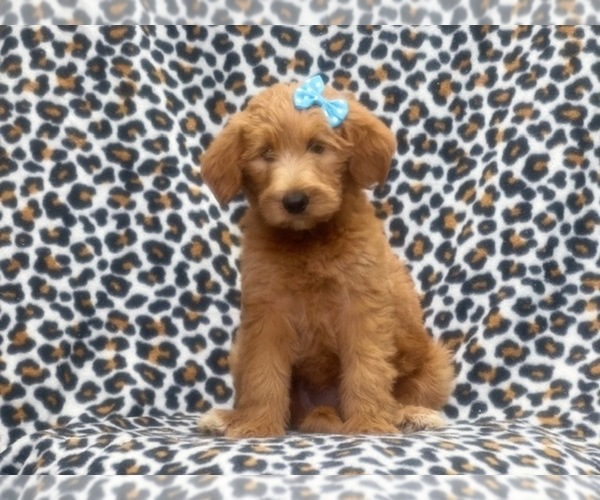 Medium Photo #1 Labradoodle Puppy For Sale in LAKELAND, FL, USA