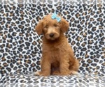 Small Photo #1 Labradoodle Puppy For Sale in LAKELAND, FL, USA