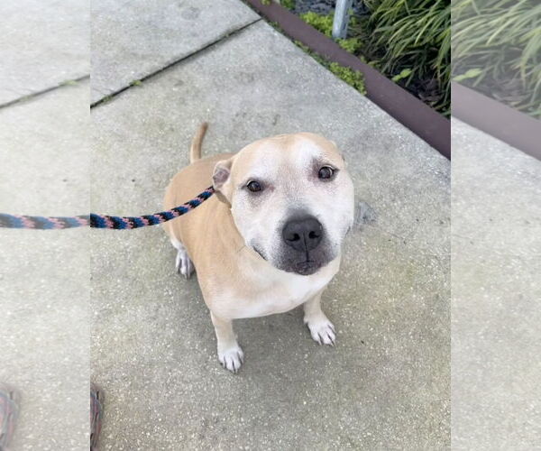 Medium Photo #2 Labrador Retriever Puppy For Sale in Sanford, FL, USA