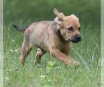 Small #2 Retriever  Mix