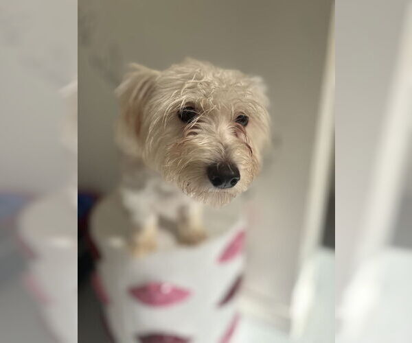 Medium Photo #2 Maltese Puppy For Sale in Studio City, CA, USA