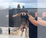 Small Doberman Pinscher
