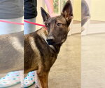 Small Photo #2 German Shepherd Dog-Unknown Mix Puppy For Sale in Imlay City, MI, USA