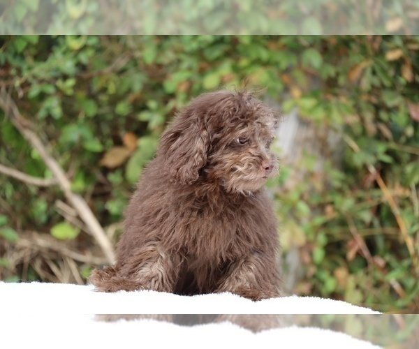 Medium Photo #8 ShihPoo Puppy For Sale in DYERSBURG, TN, USA