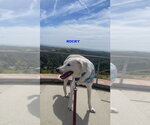 Small Photo #2 Labrador Retriever-Unknown Mix Puppy For Sale in Woodland Hills, CA, USA