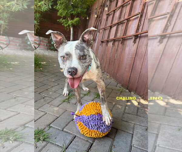 Medium Photo #4 Staffordshire Bull Terrier-Unknown Mix Puppy For Sale in Woodland Hills, CA, USA