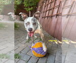 Small #3 Staffordshire Bull Terrier Mix