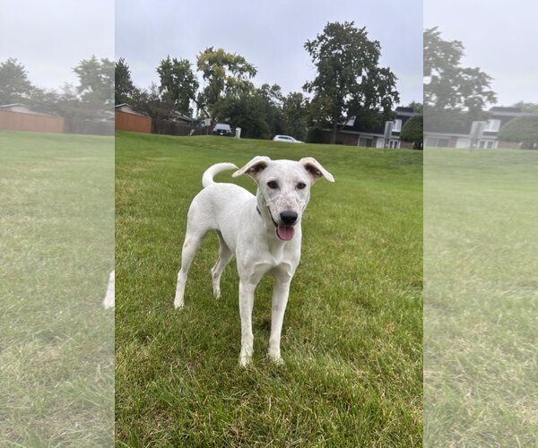 Medium Photo #2 Labrador Retriever-Unknown Mix Puppy For Sale in Wheaton, IL, USA