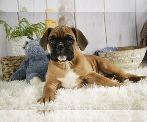 Medium Photo #2 Boxer Puppy For Sale in SHIPSHEWANA, IN, USA