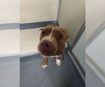 Small #2 American Pit Bull Terrier