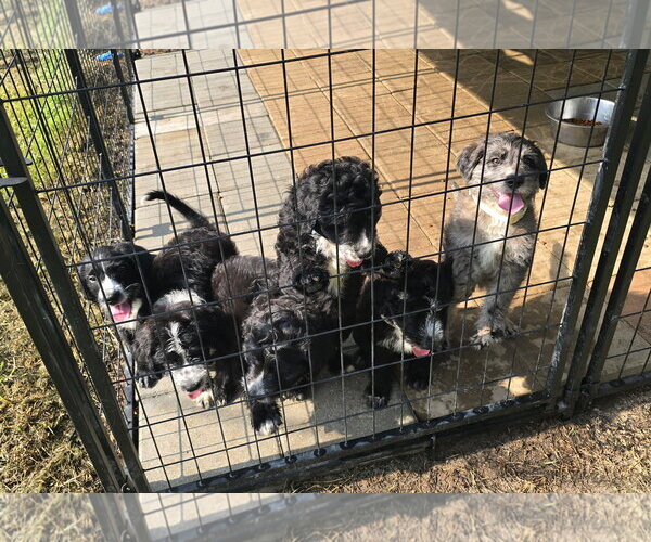 Medium Photo #2 Poodle (Standard)-Unknown Mix Puppy For Sale in Oakhurst, NJ, USA