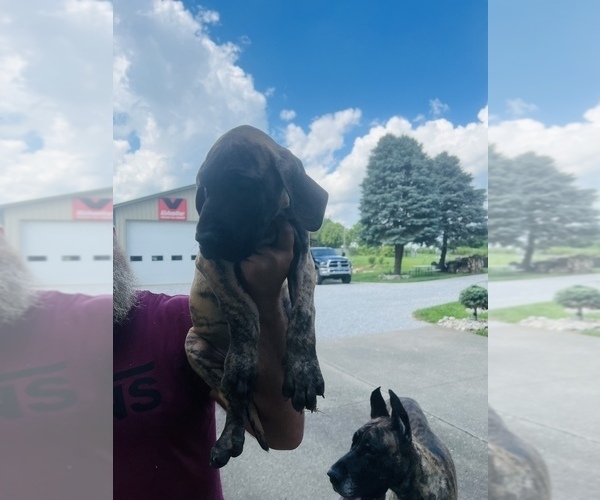Medium Photo #3 Great Dane Puppy For Sale in DRY RIDGE, KY, USA