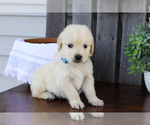 Puppy Fang English Cream Golden Retriever
