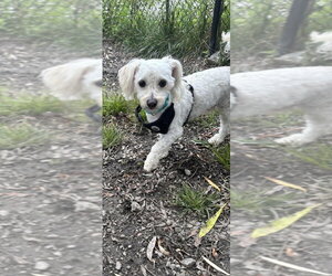 Poodle (Miniature)-Unknown Mix Dogs for adoption in Elmsford, NY, USA