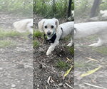 Small Poodle (Miniature) Mix
