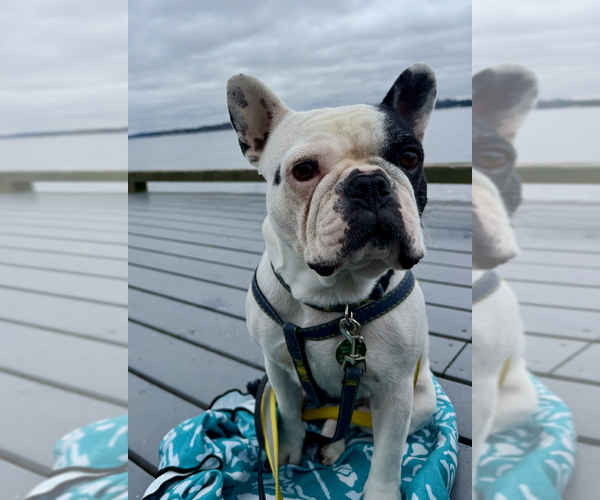 Medium Photo #1 French Bulldog Puppy For Sale in Bellevue, WA, USA