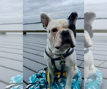 Small French Bulldog
