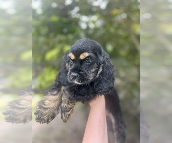 Medium Photo #5 Cocker Spaniel Puppy For Sale in GARDENDALE, AL, USA