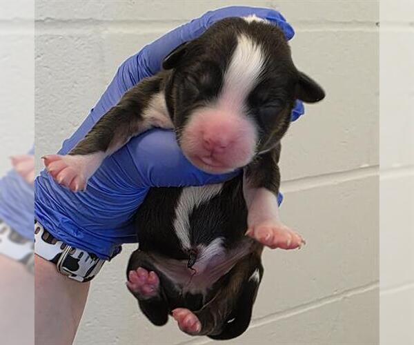 Medium Photo #1 American Staffordshire Terrier-Unknown Mix Puppy For Sale in Houston, TX, USA