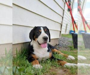 Greater Swiss Mountain Dog Puppy for sale in BELLEFONTE, PA, USA