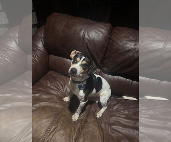 Medium Photo #1 Beagle-Unknown Mix Puppy For Sale in Plainfield, IL, USA