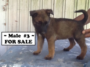 Belgian Malinois Puppy for sale in PEMBROKE, NC, USA