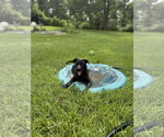 Small #2 Labrador Retriever Mix