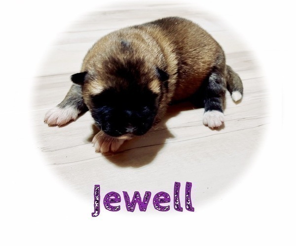 Medium Photo #27 Akita Puppy For Sale in BUTLER, PA, USA