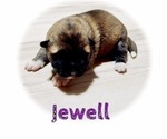 Small Photo #27 Akita Puppy For Sale in BUTLER, PA, USA