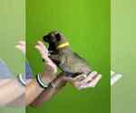 Puppy Titan Belgian Malinois