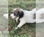 Small Photo #6 Poodle (Standard) Puppy For Sale in CRAIG, NE, USA