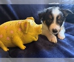 Small #8 Border Collie