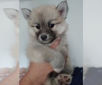 Small Photo #52 Pomsky Puppy For Sale in LOVELAND, CO, USA