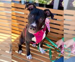 Small #5 American Staffordshire Terrier Mix