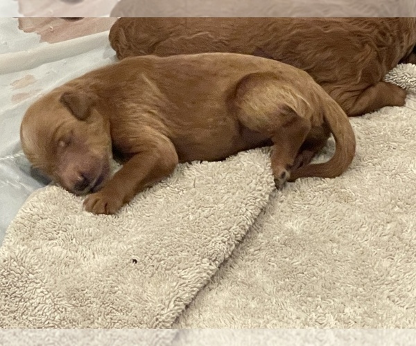 Medium Photo #11 Goldendoodle Puppy For Sale in DALLAS, TX, USA