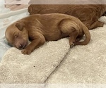 Small Photo #11 Goldendoodle Puppy For Sale in DALLAS, TX, USA