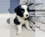 Small Photo #5 Australian Shepherd Puppy For Sale in LODA, IL, USA