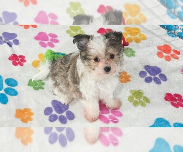 Medium Photo #9 Papitese Puppy For Sale in ORO VALLEY, AZ, USA