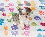Duke - Male Papitese Puppy for Sale - Photo #9